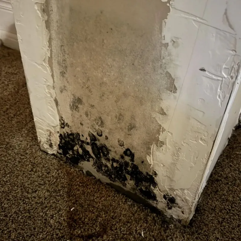 Professional Mold Removal in Marianna, FL